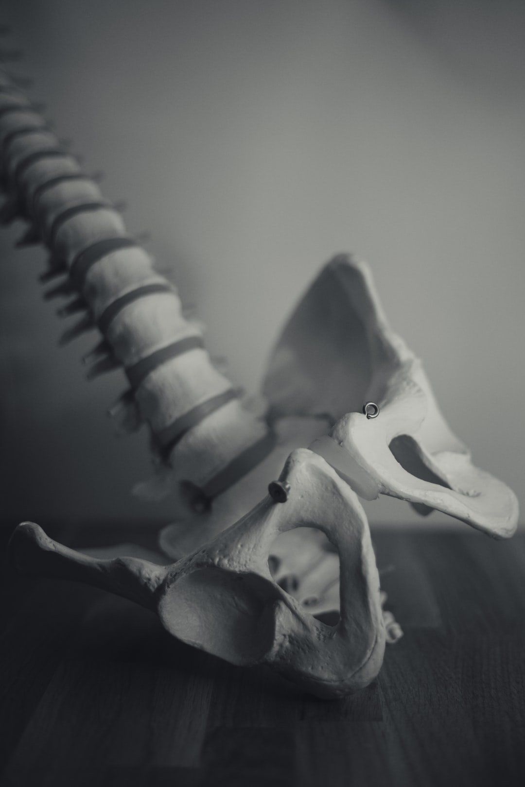 Monochrome anatomical model of a human spine and pelvis on a wooden surface.
